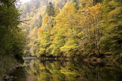 Spiegelung mit Herbstwald